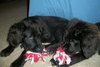 Meko *Special Needs Puppy* - ADOPTED 06.27.14
