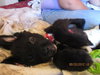 Meko *Special Needs Puppy* - ADOPTED 06.27.14