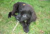 Meko *Special Needs Puppy* - ADOPTED 06.27.14