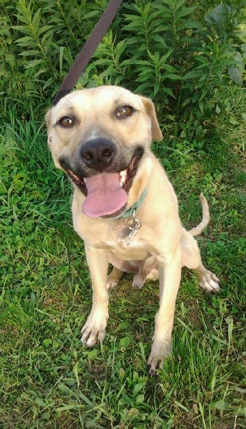 Muggs-ADOPTED 10.06.12