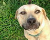 Muggs-ADOPTED 10.06.12