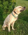 Muggs-ADOPTED 10.06.12
