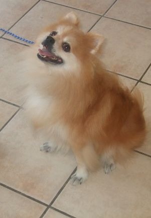 Romeo-ADOPTED 09.29.12