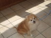 Romeo-ADOPTED 09.29.12