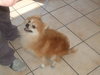 Romeo-ADOPTED 09.29.12