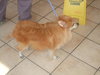 Romeo-ADOPTED 09.29.12