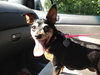Dorothy - ADOPTED 10.23.12