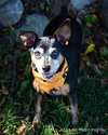 Dorothy - ADOPTED 10.23.12