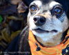 Dorothy - ADOPTED 10.23.12