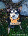 Dorothy - ADOPTED 10.23.12