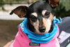 Dorothy - ADOPTED 10.23.12