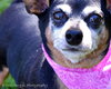 Dorothy - ADOPTED 10.23.12