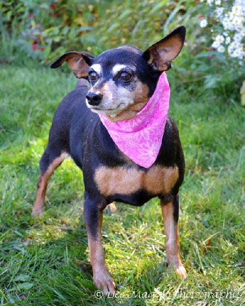 Dorothy - ADOPTED 10.23.12