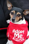 Precious - ADOPTED 05.18.15