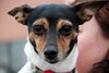 Precious - ADOPTED 05.18.15