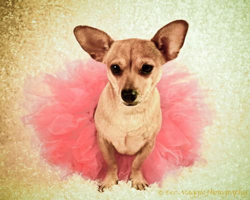 Uf Litter Tiny Dancer - ADOPTED 10.04.12