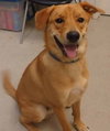 Ruger-ADOPTED 09.23.12