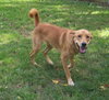 Ruger-ADOPTED 09.23.12