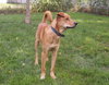 Ruger-ADOPTED 09.23.12