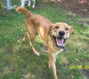Ruger-ADOPTED 09.23.12