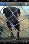 Shelby-ADOPTED 09.29.12