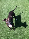 Shelby-ADOPTED 09.29.12