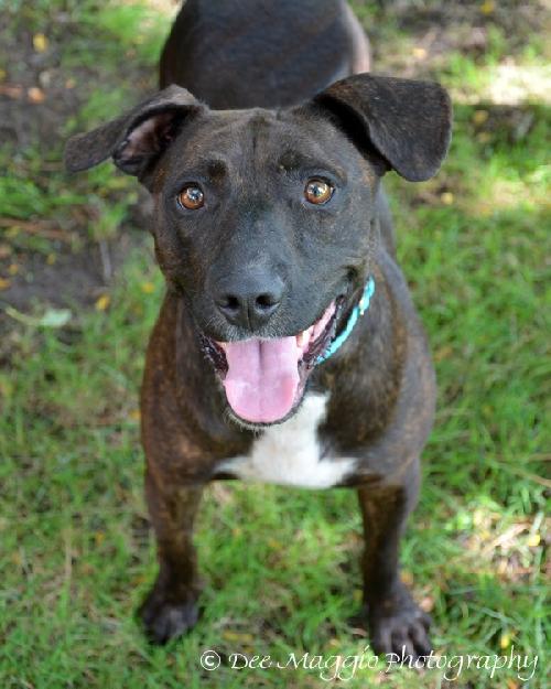 Shelby-ADOPTED 09.29.12