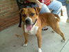 Sonny-ADOPTED 03.12.13