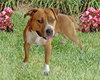 Sonny-ADOPTED 03.12.13