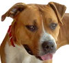 Sonny-ADOPTED 03.12.13