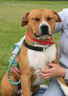 Sonny-ADOPTED 03.12.13