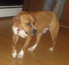 Sonny-ADOPTED 03.12.13