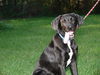 Trigger - ADOPTED 09.16.12
