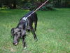 Trigger - ADOPTED 09.16.12