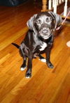 Trigger - ADOPTED 09.16.12