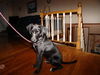Trigger - ADOPTED 09.16.12