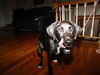 Trigger - ADOPTED 09.16.12
