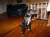 Trigger - ADOPTED 09.16.12
