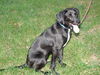 Trigger - ADOPTED 09.16.12