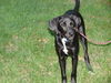 Trigger - ADOPTED 09.16.12