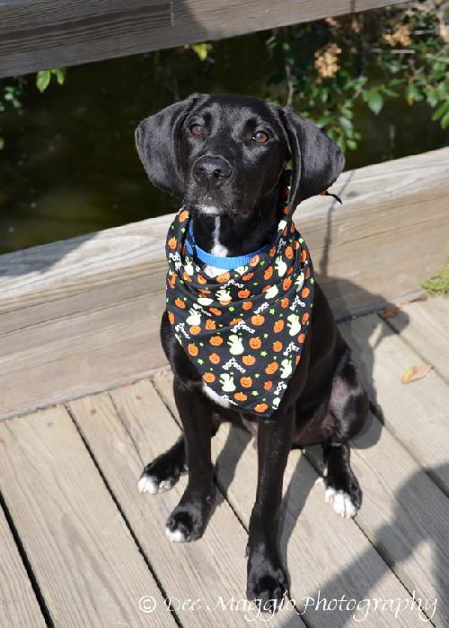 Trigger - ADOPTED 09.16.12