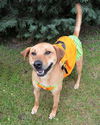 Marigold-ADOPTED 10.01.12