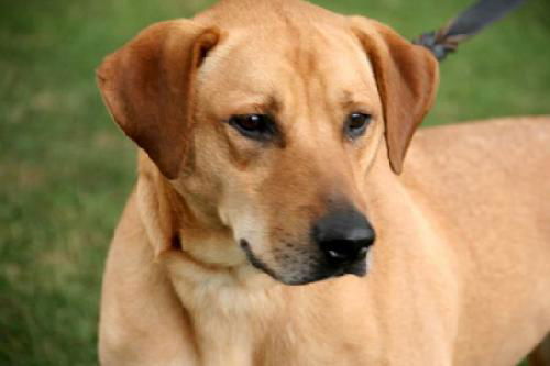Marigold-ADOPTED 10.01.12