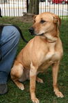 Marigold-ADOPTED 10.01.12