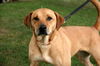 Marigold-ADOPTED 10.01.12
