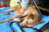 Marigold-ADOPTED 10.01.12