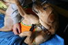 Marigold-ADOPTED 10.01.12