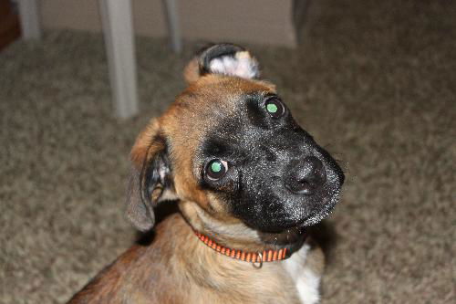 Jackson - ADOPTED 09.21.12