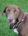 Higgins-ADOPTED 01.19.13