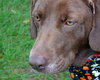 Higgins-ADOPTED 01.19.13